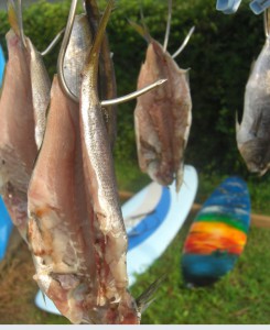 南伊豆ブランドの地魚　タカベ